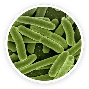 Bifidobacterium lactis BL-04 probiotic bacteria illustration