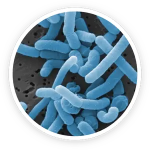 Lactobacillus paracasei probiotic bacteria illustration