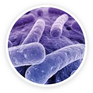 Lactobacillus reuteri probiotic bacteria illustration